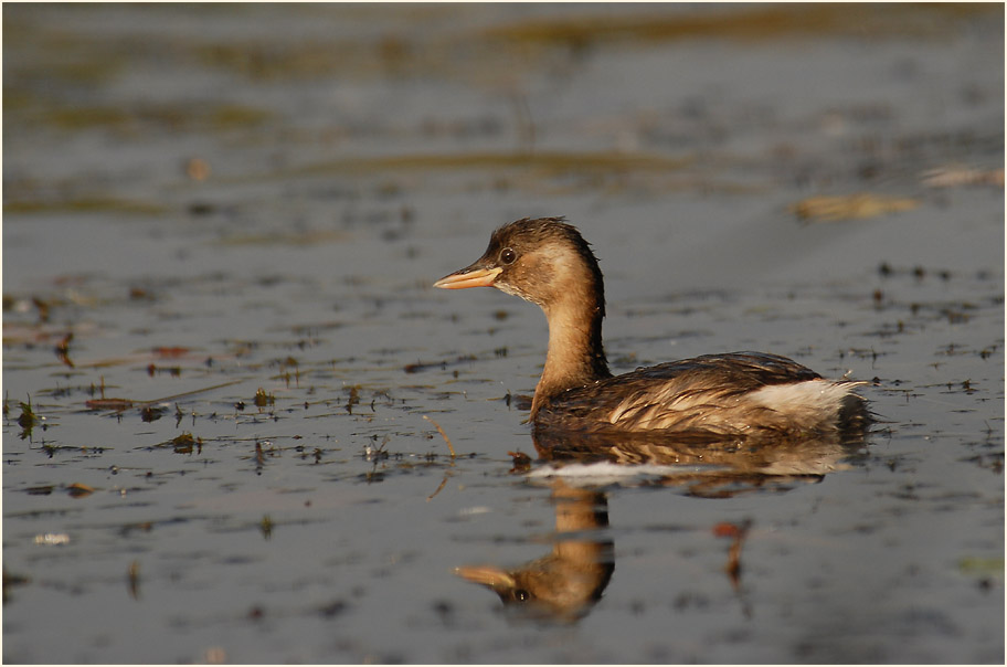 Zwergtaucher (Tachybaptus ruficollis)