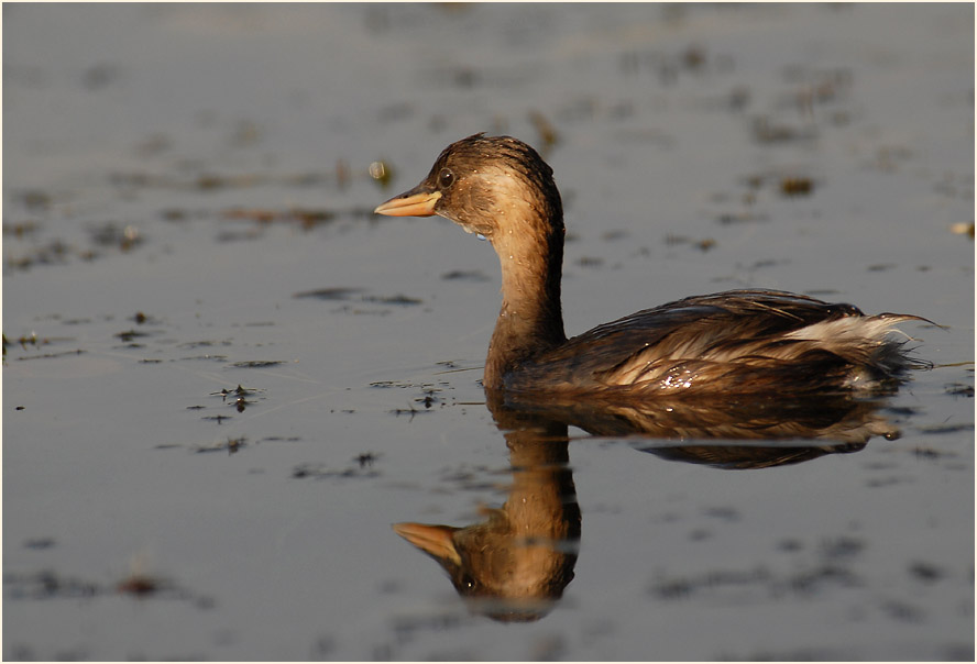 Zwergtaucher (Tachybaptus ruficollis)