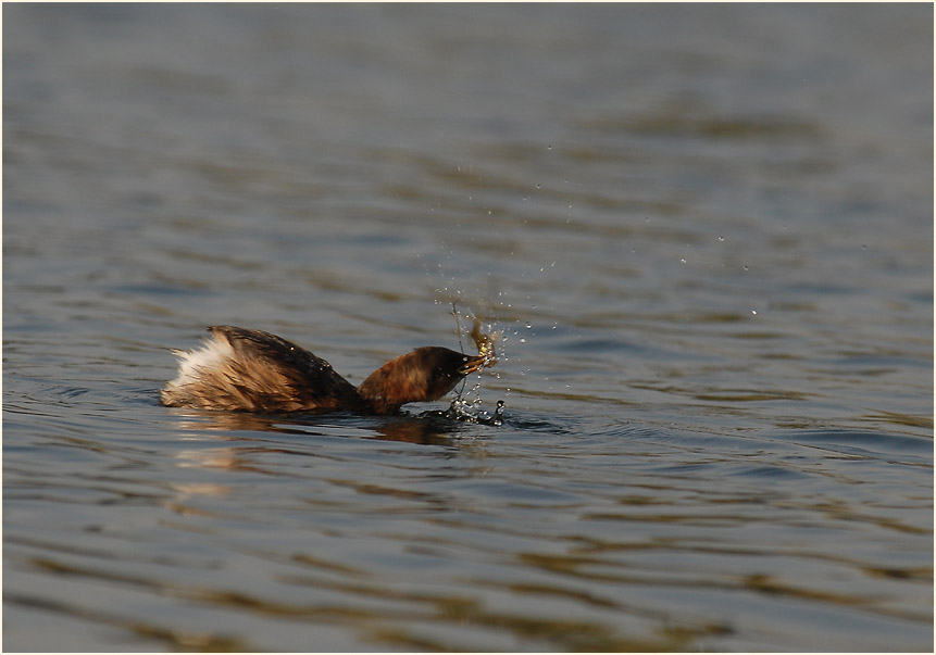Zwergtaucher (Tachybaptus ruficollis)