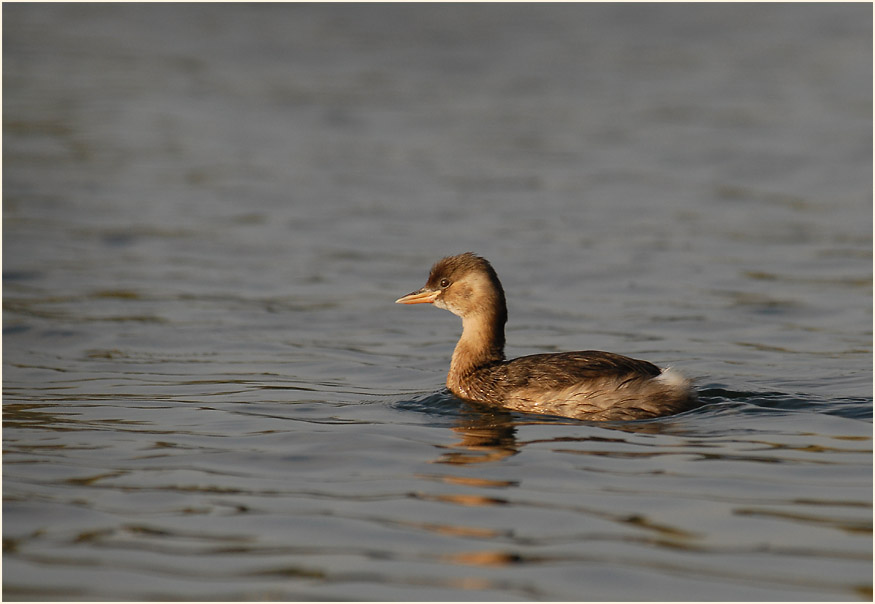 Zwergtaucher (Tachybaptus ruficollis)