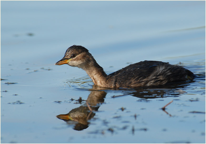 Zwergtaucher (Tachybaptus ruficollis)