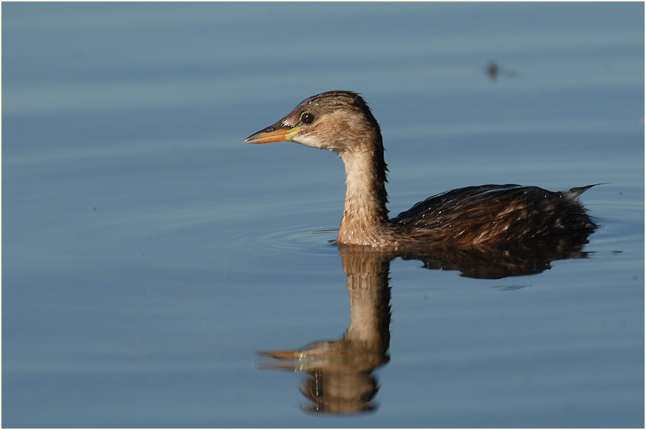 Zwergtaucher (Tachybaptus ruficollis)