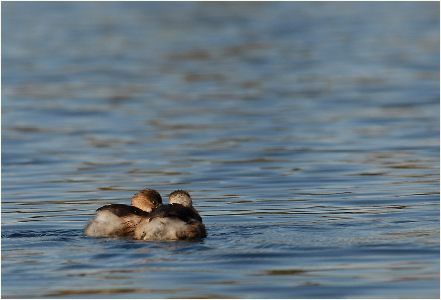 Zwergtaucher (Tachybaptus ruficollis)