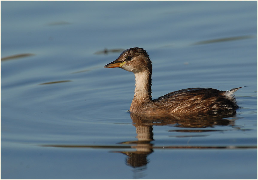 Zwergtaucher (Tachybaptus ruficollis)