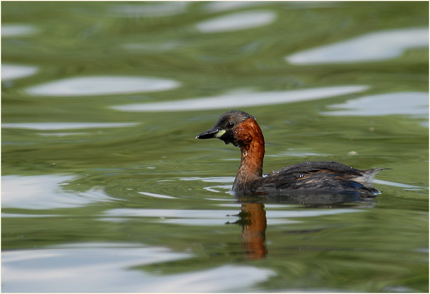 Zwergtaucher (Tachybaptus ruficollis)