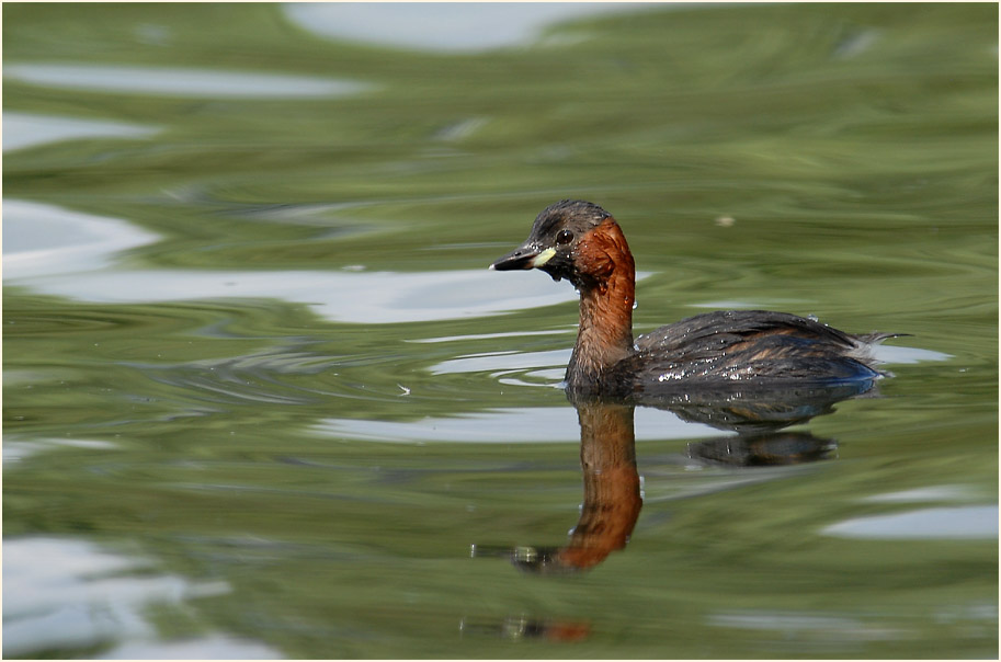 Zwergtaucher (Tachybaptus ruficollis)