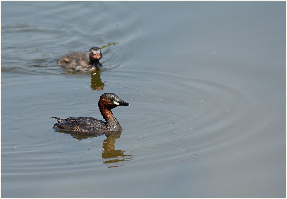 Zwergtaucher (Tachybaptus ruficollis)