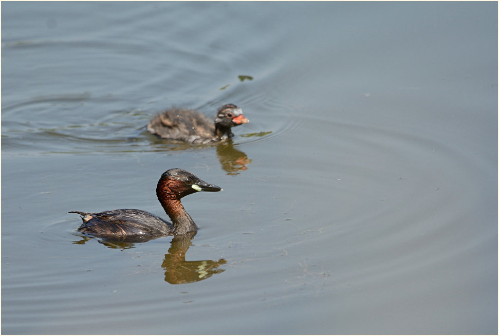 Zwergtaucher (Tachybaptus ruficollis)