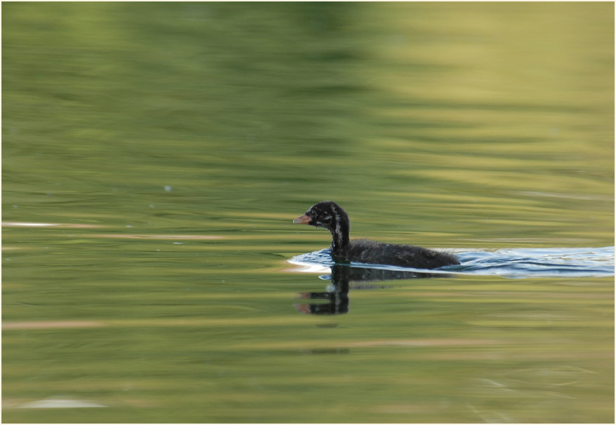 Zwergtaucher (Tachybaptus ruficollis)