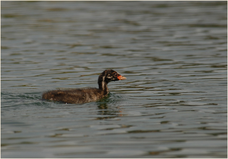 Zwergtaucher (Tachybaptus ruficollis)