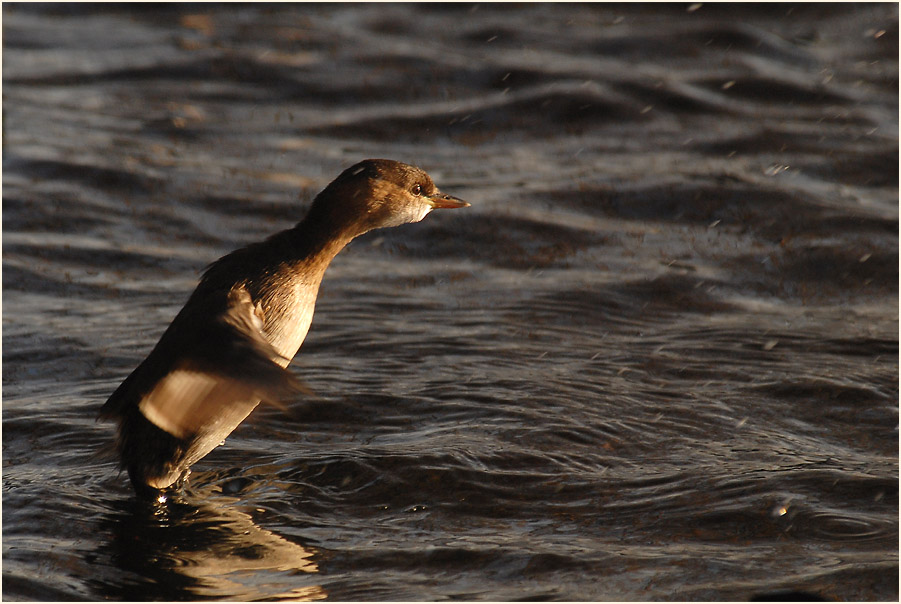 Zwergtaucher (Tachybaptus ruficollis)