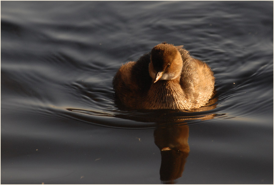 Zwergtaucher (Tachybaptus ruficollis)