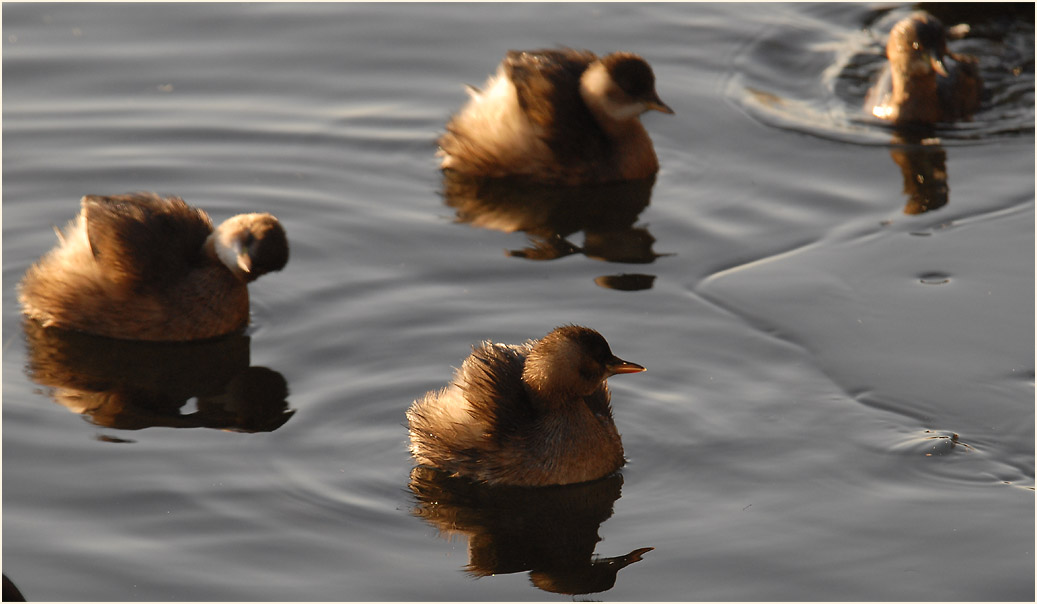 Zwergtaucher (Tachybaptus ruficollis)