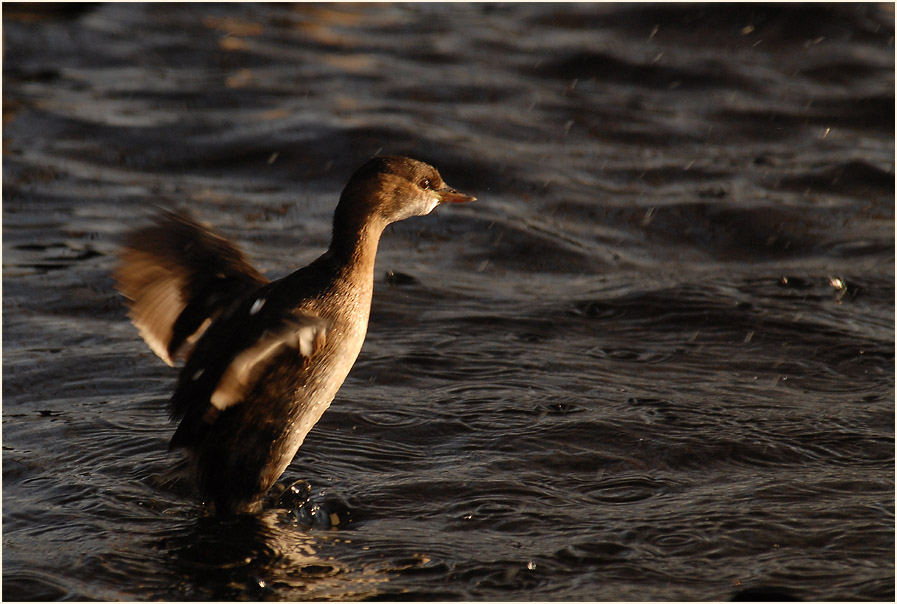 Zwergtaucher (Tachybaptus ruficollis)