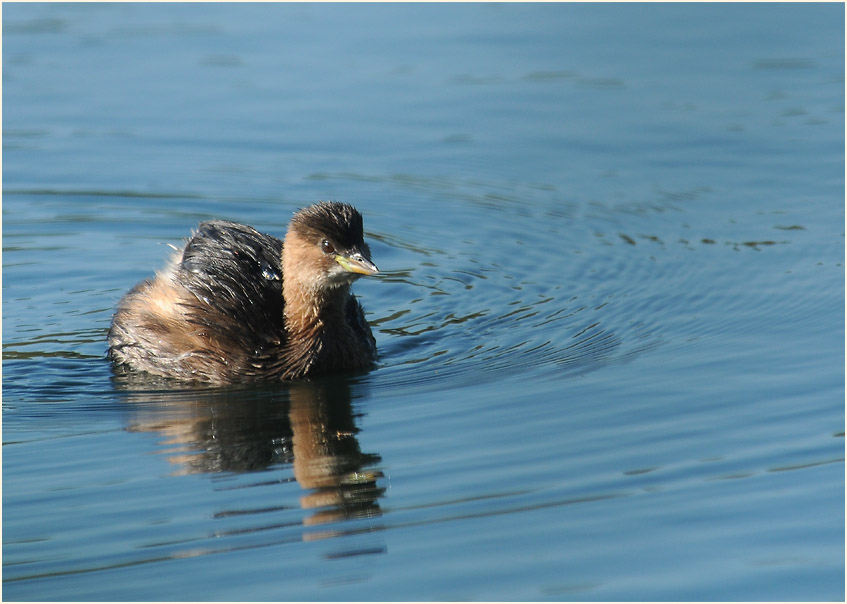 Zwergtaucher (Tachybaptus ruficollis)