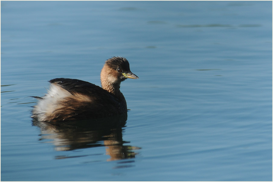 Zwergtaucher (Tachybaptus ruficollis)