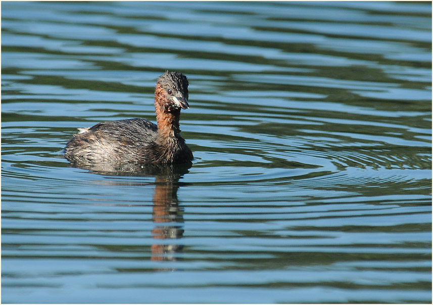 Zwergtaucher (Tachybaptus ruficollis)