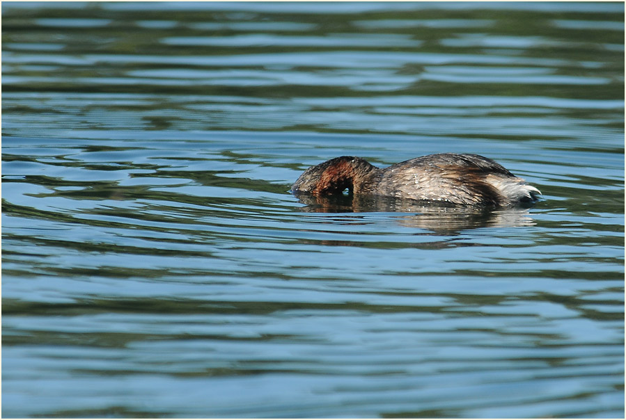 Zwergtaucher (Tachybaptus ruficollis)