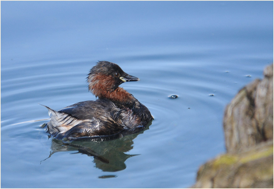 Zwergtaucher (Tachybaptus ruficollis)