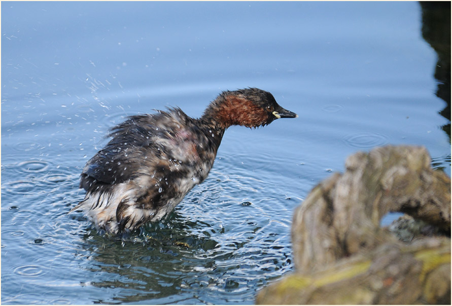 Zwergtaucher (Tachybaptus ruficollis)