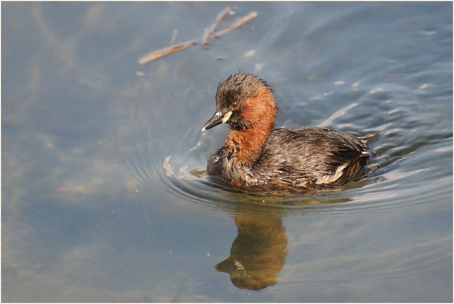 Zwergtaucher (Tachybaptus ruficollis)