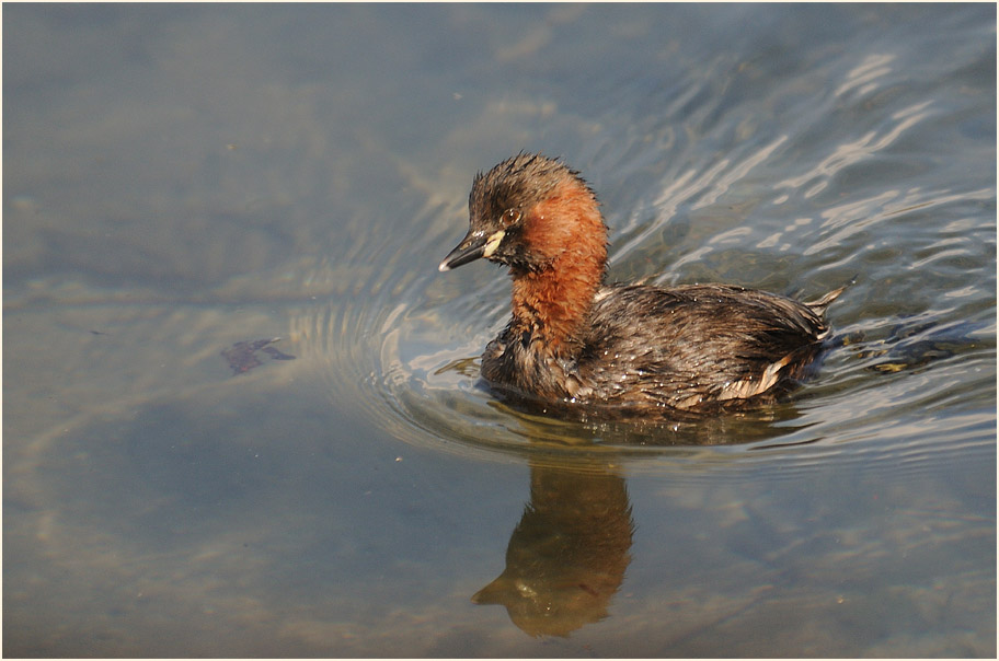 Zwergtaucher (Tachybaptus ruficollis)