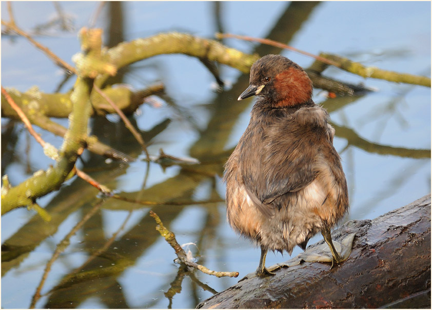 Zwergtaucher (Tachybaptus ruficollis)