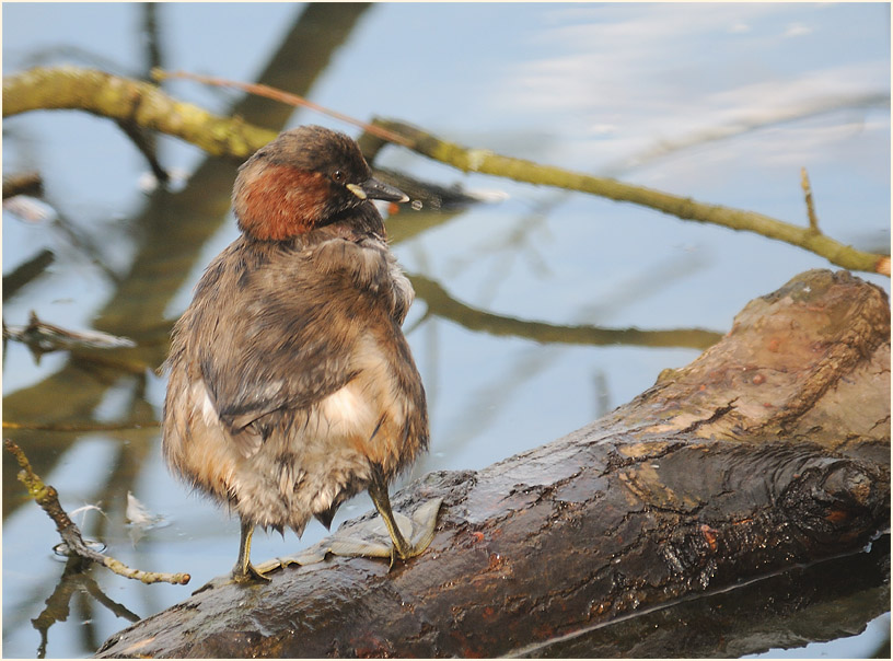 Zwergtaucher (Tachybaptus ruficollis)