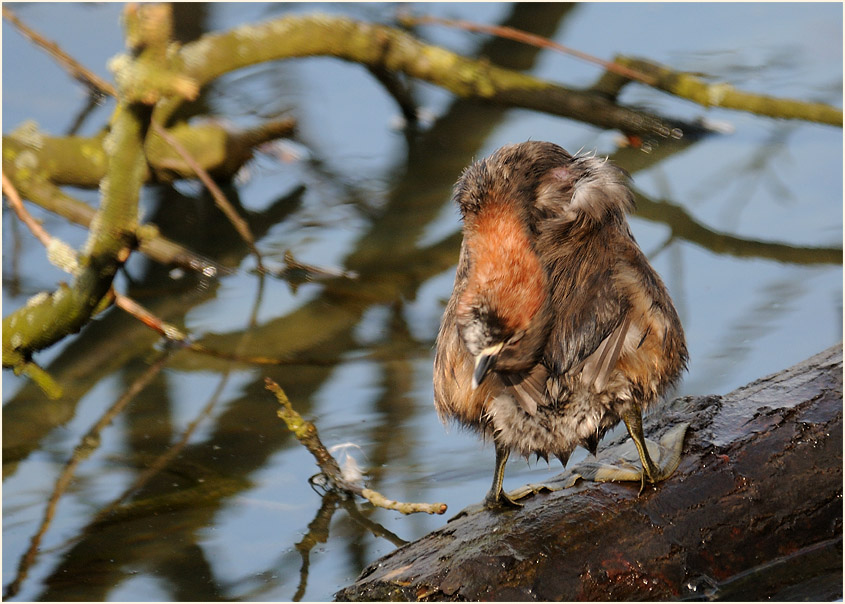 Zwergtaucher (Tachybaptus ruficollis)