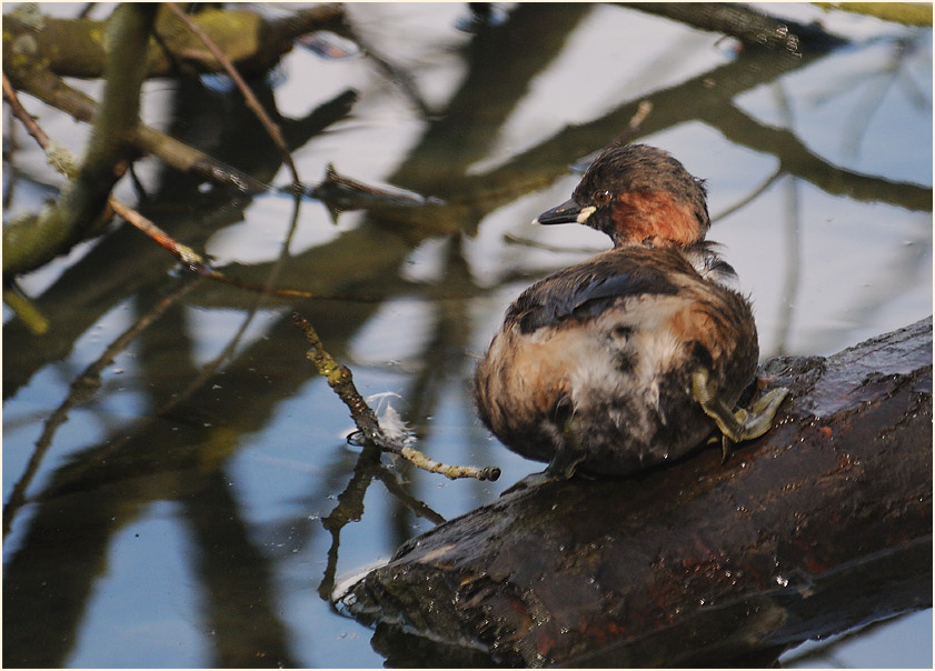 Zwergtaucher (Tachybaptus ruficollis)