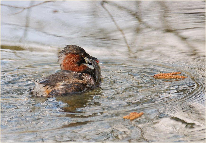 Zwergtaucher (Tachybaptus ruficollis)