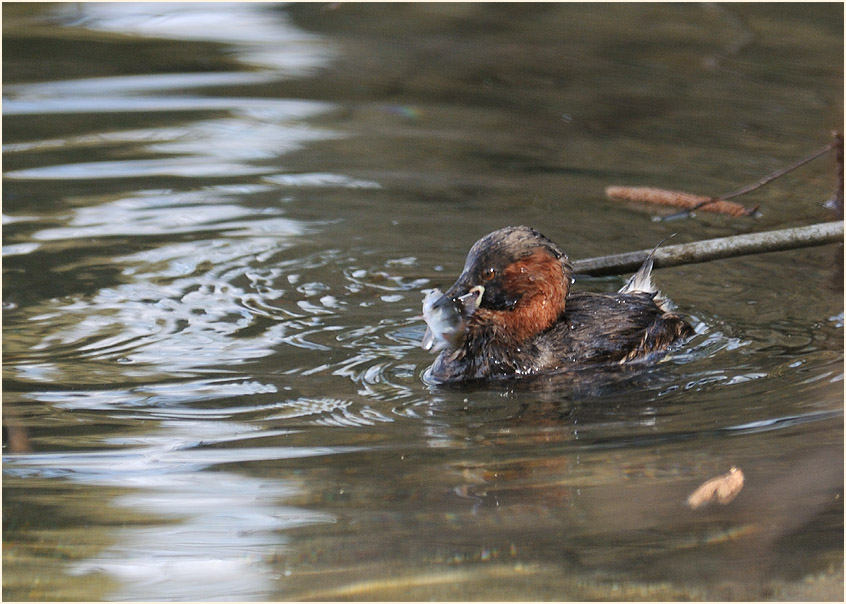 Zwergtaucher (Tachybaptus ruficollis)