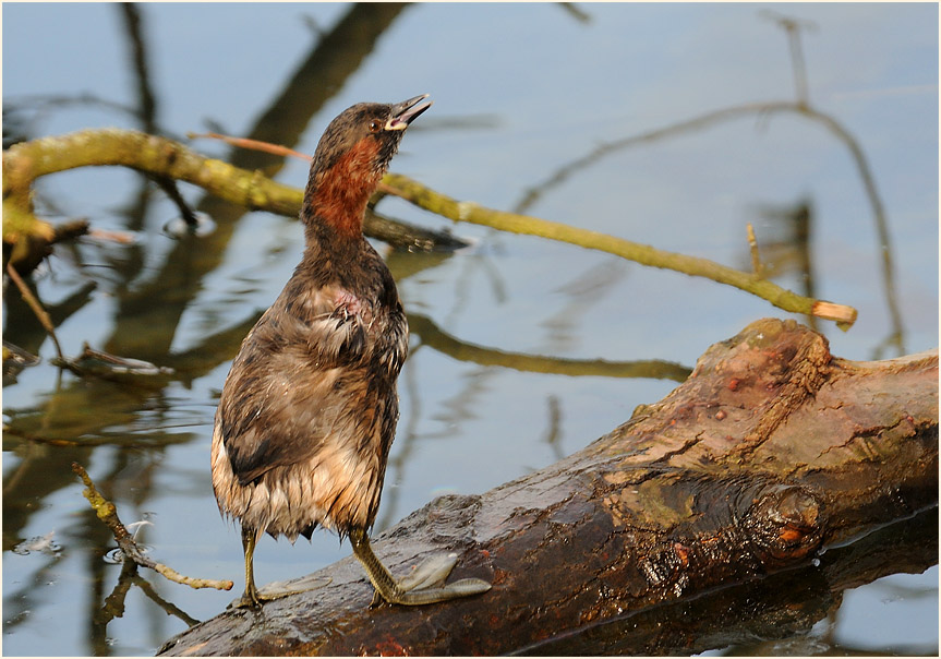 Zwergtaucher (Tachybaptus ruficollis)