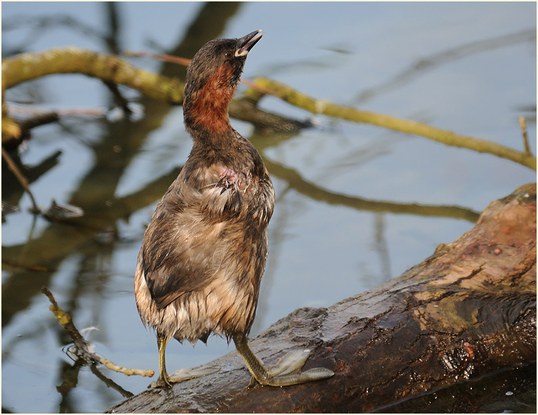 Zwergtaucher (Tachybaptus ruficollis)