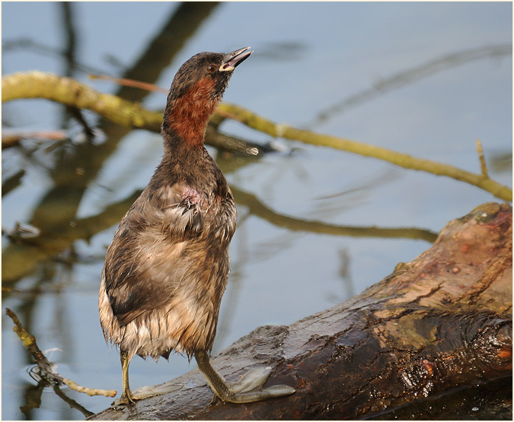 Zwergtaucher (Tachybaptus ruficollis)