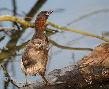 vergrößern