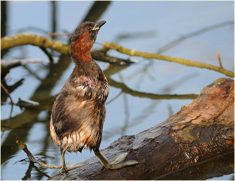 Zwergtaucher (Tachybaptus ruficollis)