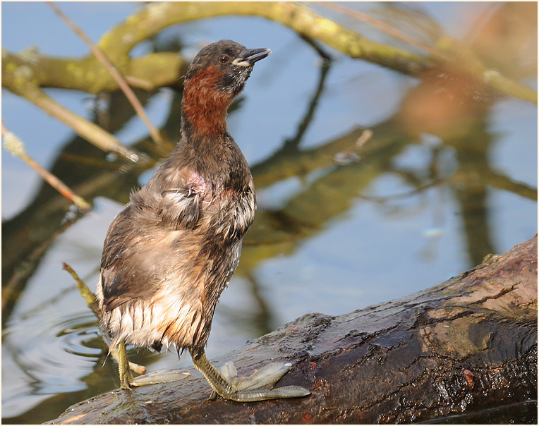 Zwergtaucher (Tachybaptus ruficollis)