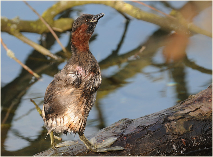 Zwergtaucher (Tachybaptus ruficollis)