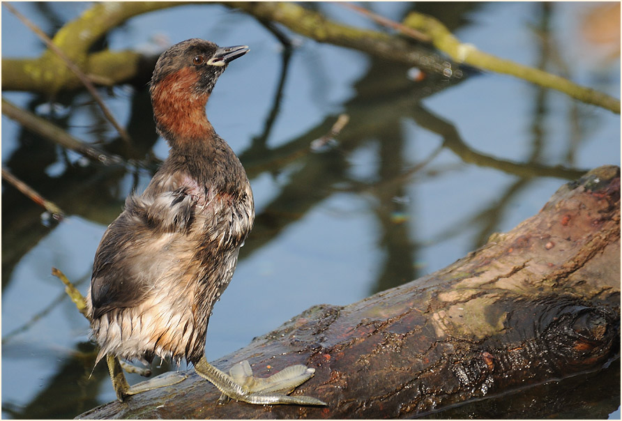 Zwergtaucher (Tachybaptus ruficollis)