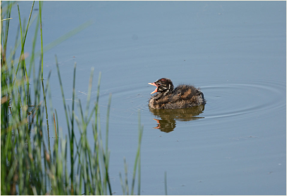 Zwergtaucher (Tachybaptus ruficollis)