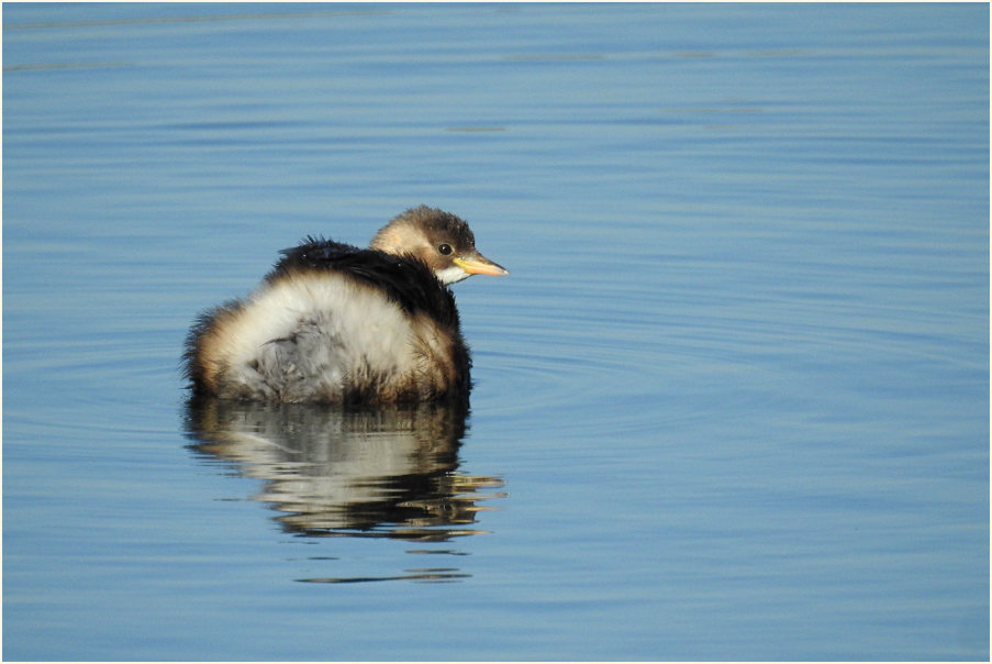 Zwergtaucher (Tachybaptus ruficollis)