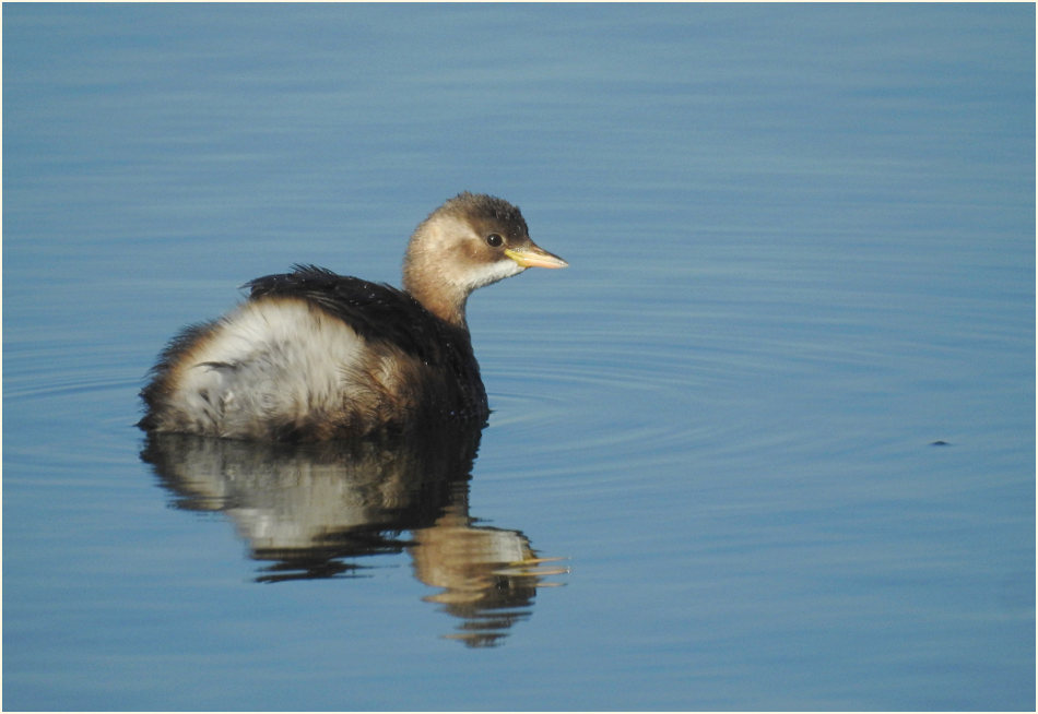 Zwergtaucher (Tachybaptus ruficollis)