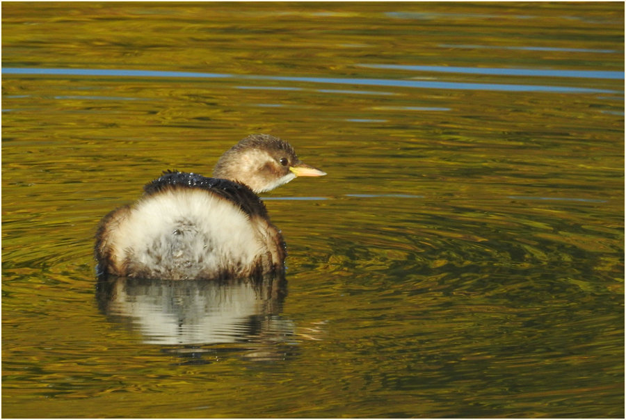 Zwergtaucher (Tachybaptus ruficollis)