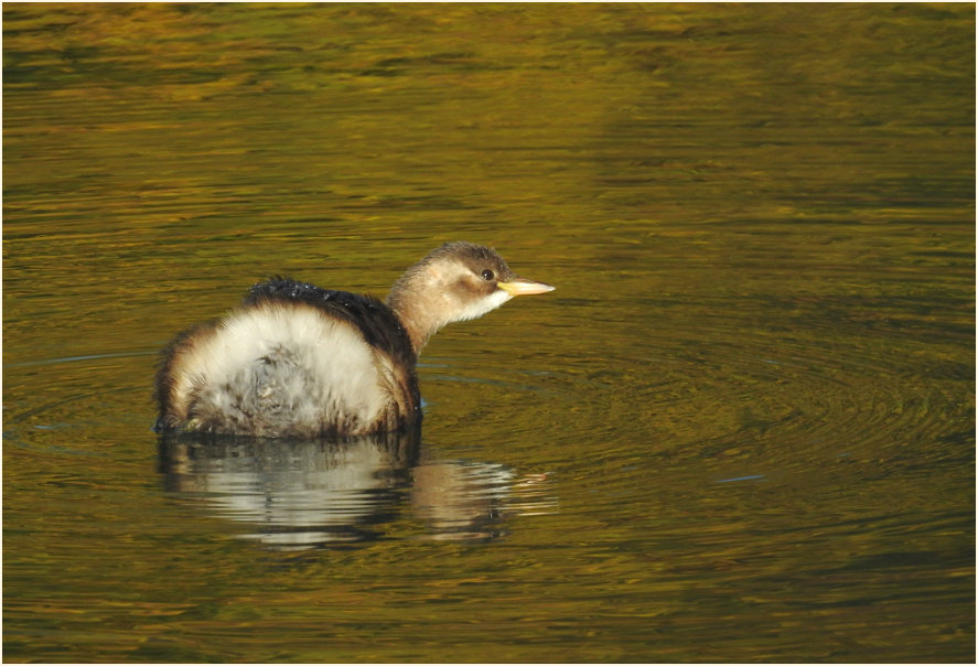 Zwergtaucher (Tachybaptus ruficollis)