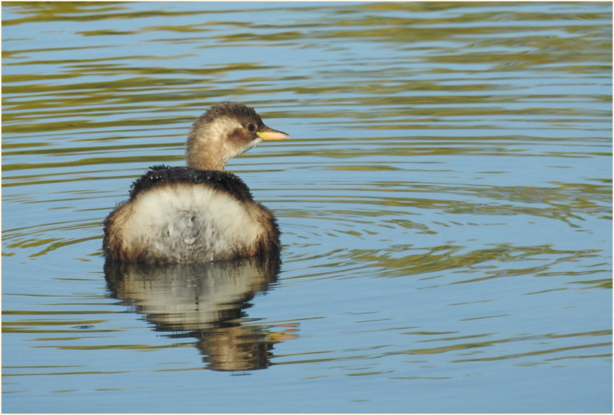 Zwergtaucher (Tachybaptus ruficollis)
