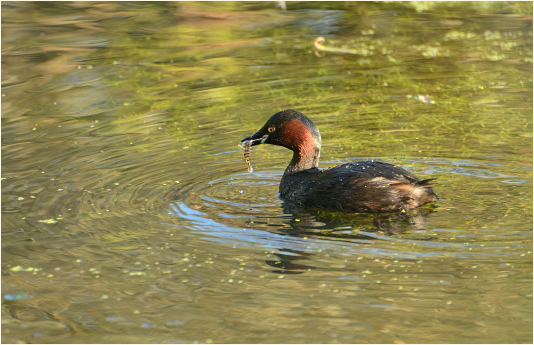 Zwergtaucher (Tachybaptus ruficollis)