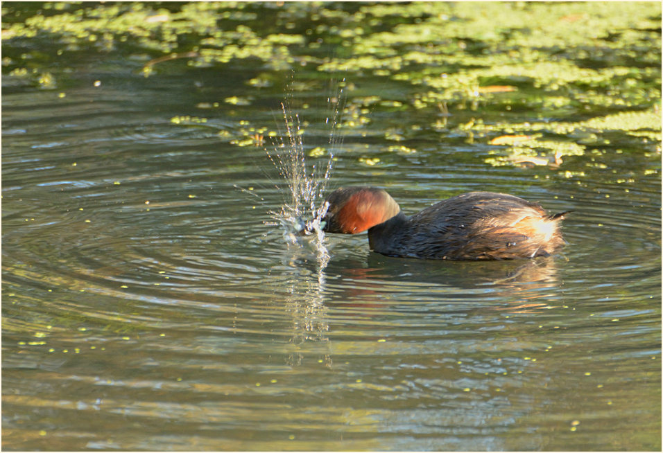 Zwergtaucher (Tachybaptus ruficollis)