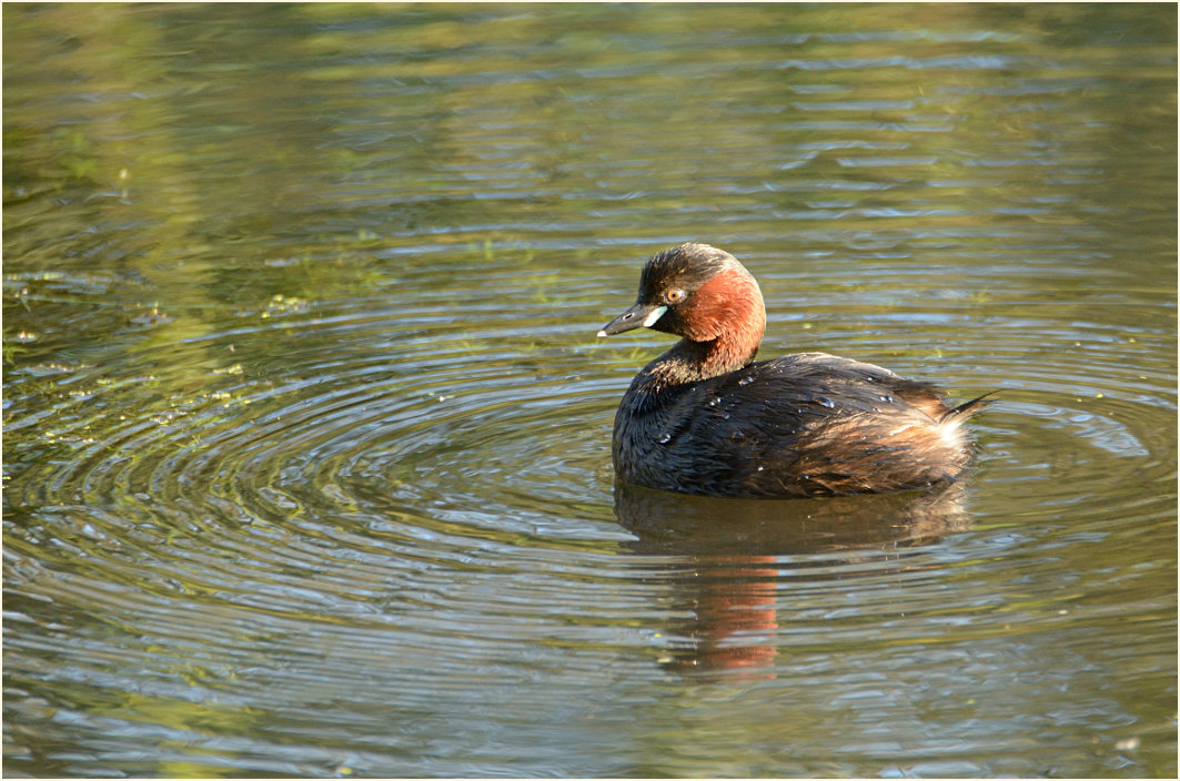 Zwergtaucher (Tachybaptus ruficollis)