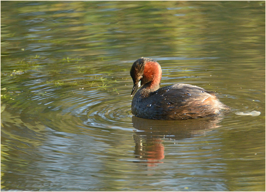 Zwergtaucher (Tachybaptus ruficollis)